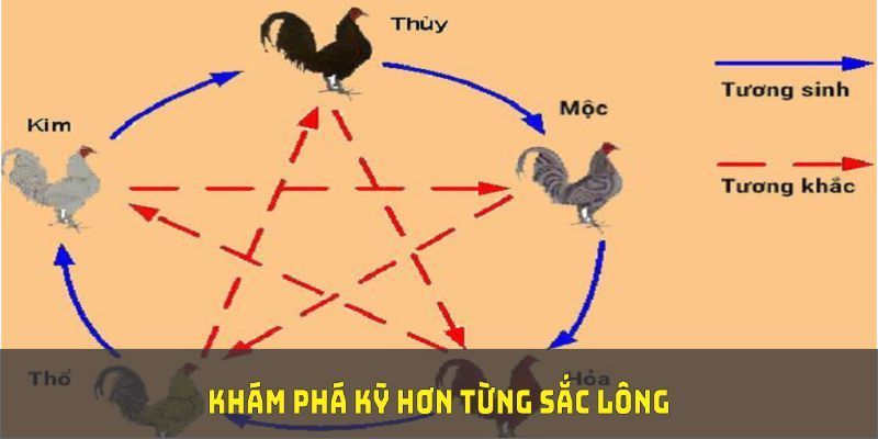 Sắc lông gà chọi liên quan đến việc xem xét màu mạng 